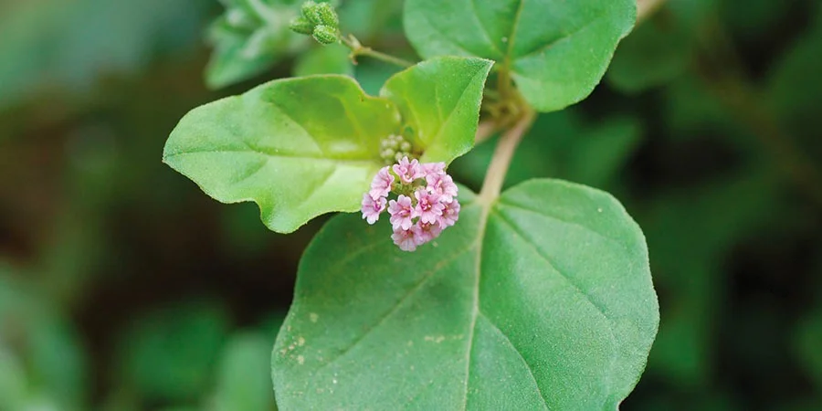 Close-up of a small cluster of pink flowers nestled among bright green leaves, with a softly blurred garden background creating a serene mood.