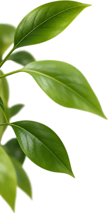 leaf